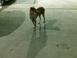 139014995_3676690555730532_5691786423573958047_n